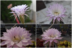 Une butineuse matinale sur Echinopsis
